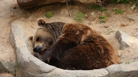 Brown bear sleeping in a zoo Stock Footage 25005940