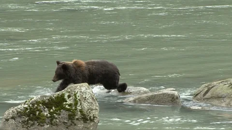 BROWN BEAR SLIPS &amp; FALLS Video stock 32578407