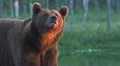 Brown Bear smell humans HD Footage