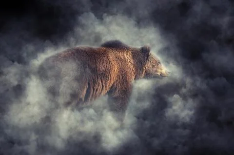 Brown bear in smoke Stock Photos