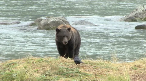 BROWN BEAR SNEARS AT CROW Video stock 32579242