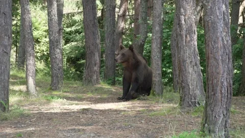 Brown bear sniffing in the forest 8 스톡 동영상 248456959