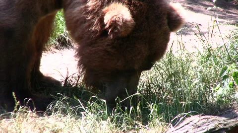 Brown bear sniffing ground close up of head Stock Footage 51388711