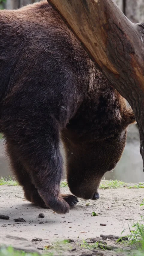 Brown Bear Sniffing Ground in Forest Habitat, Berlin Zoo Vídeo Stock 321669848
