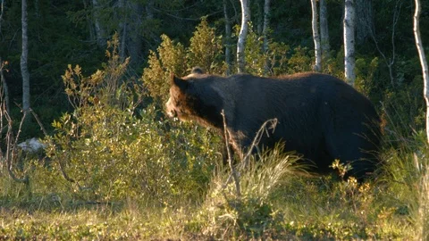 Brown bear sniffs the air and turns around in the wild 4k Stock Footage 113044988