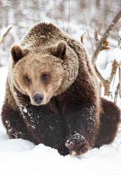 Brown bear in snow Stock Photos