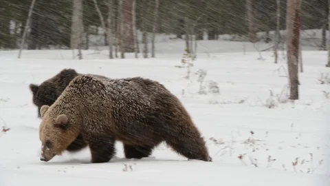 Brown bear in the snow on snow-covered swamp. Blizzard in the winter forest. Video stock 120891540