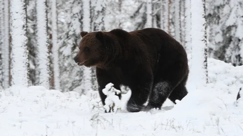 Brown Bear in the snow in winter forest. Video stock 120758560