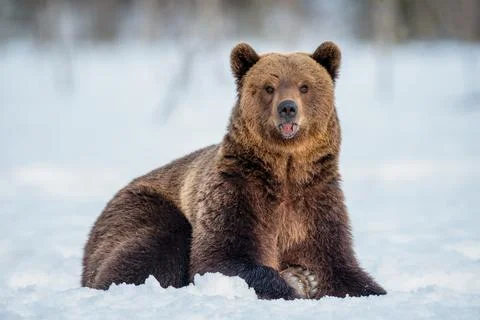 Brown bear on the snow in winter forest. Scientific name: Ursus Arctos. Wild  Stock Photos