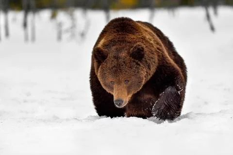 Brown bear. Something big is approaching Stock-Fotos