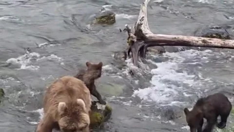 Brown Bear Sow and Cubs Fishing and Playing in Fast River Rapids Stock Footage 340559391