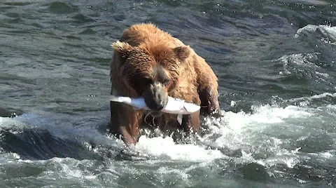 Brown Bear Sow Carries a Fresh Caught Salmon Towards Shore Stock Footage 50860784
