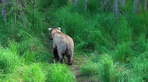 Brown Bear Sow Carrying Fish Down a Grassy Bear Trail - Going Away Stock Footage 51339859