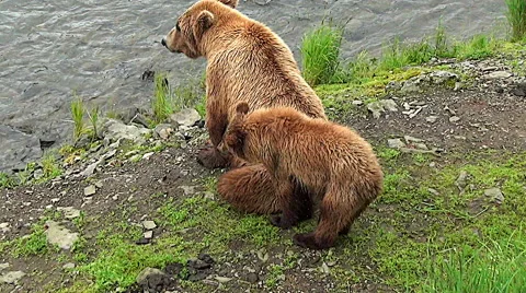 Brown Bear Sow &amp; Cub are Bothered by Swarms of Mosquitoes Stock Footage 50710243