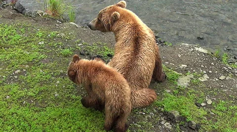 Brown Bear Sow, Cub Interaction Along Riverbank Stock Footage 50602565