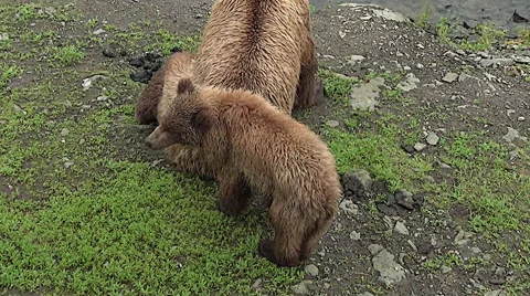 Brown Bear Sow, Cub Sitting on a riverbank of a salmon stream -  Zoom Stock Footage 50602173