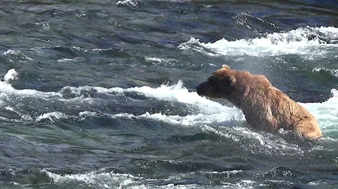 Brown Bear Sow Does Snorkeling Then Lifts Her Head Up &amp; Shakes Off the Water Stock Footage 50865400