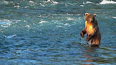 Brown Bear Sow Standing on Hind Legs in River in Sweet Evening Light Stock Footage 50546427