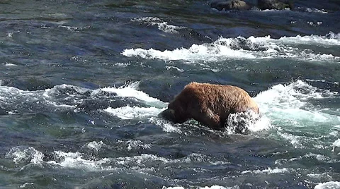 Brown Bear Sow Sticks Her Head Under Water to See Salmon then Dives at One Stock Footage 50891842