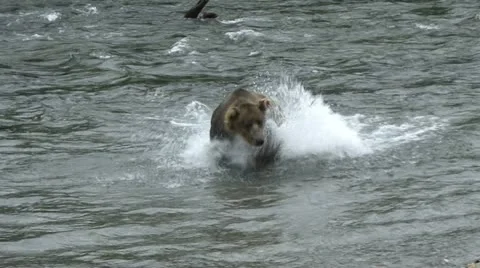 BROWN BEAR SPLASH Video stock 21204386