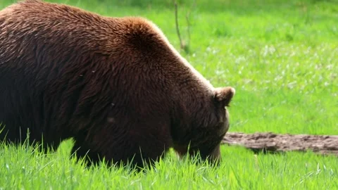 A brown bear on a spring meadow 4k 30fps video Stock Footage 271355606