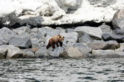 Brown bear in the Spring by the sea. Far East, Russia, Stock Photos