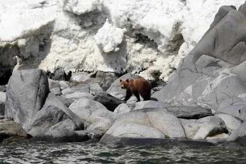 Brown bear in the Spring by the sea. Far East, Stock Photos