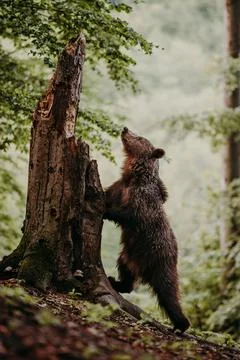 A brown bear stand on legs in the forest Stock Photos