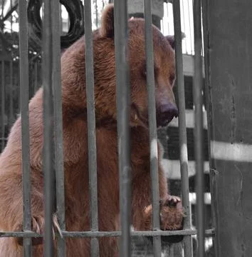 A brown bear standing at cage Stock Photos
