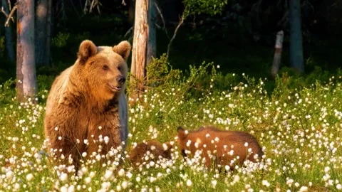 Brown Bear Standing in Flowering Meadow Stock Footage 322549961