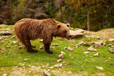 Brown Bear Standing on Grassy Slope in Forest Foto stock