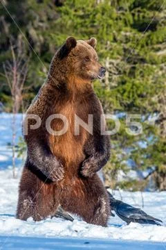 Brown bear standing on his hind legs on the snow in the winter forest. Scient Stock Photos