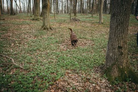 A brown bear standing next to a forest Stock Photos