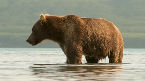 Brown Bear Standing in River Hunting for Fresh Wild Alaskan Salmon Stock Footage 338257117