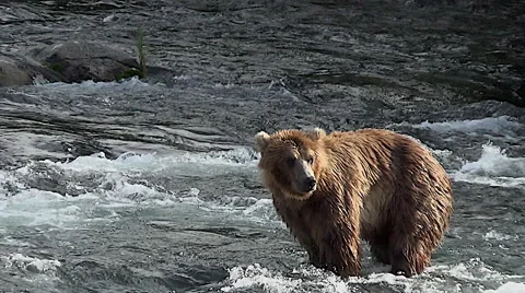 Brown Bear Standing in River Looking for Fish Stock Footage 50781930