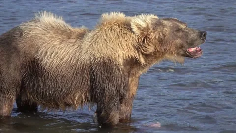 Brown bear standing in shallow water eating freshly caught fish Vídeos de archivo 320533256