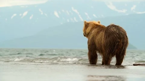 Brown Bear Standing in Shallow Water Looking for Salmon in Alaska Wilderness Stock Footage 338257001