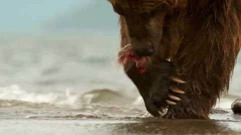 Brown Bear Standing in Shallow Water Feeding on Fresh Salmon Catch Stock Footage 338257047
