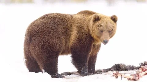 Brown Bear Standing in Snow Stock Photos
