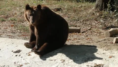 Brown Bear standing in the sun, Ursus arctos Video stock 10561489