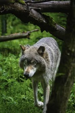 A brown bear standing on top of a wolf 写真素材
