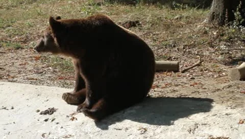 Brown Bear standing, Ursus arctos Video stock 10561615