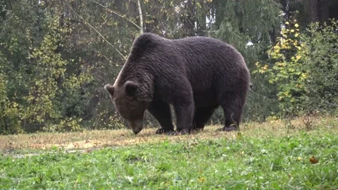 Brown bear stands and eats in the rain Stock Footage 219447286