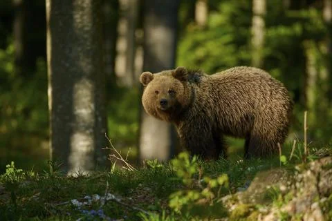A brown bear stands in the dense forest bathed in rays of light, European brown Stock Photos