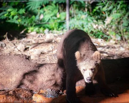 A Brown Bear stands facing the camera against a backdrop of green bushes Stock Photos