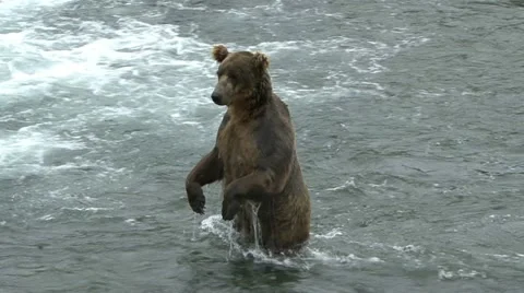 BROWN BEAR STANDS Video stock 20637578