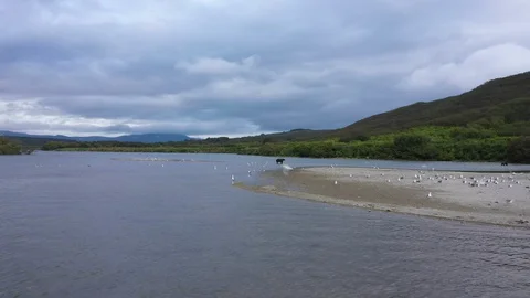 Brown Bear Is Staying In The River. Grizzly Fishing in The River. Kamchatka. Stock Footage 128663657