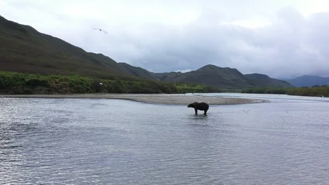 Brown Bear Is Staying In The River. Grizzly Fishing in The River. Kamchatka. Stock Footage