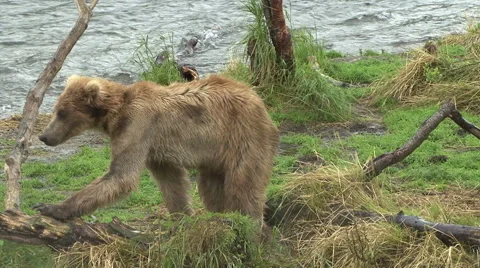 A Brown Bear steps on a tree stump while looking into water at Brooks Falls. Video stock 66910019