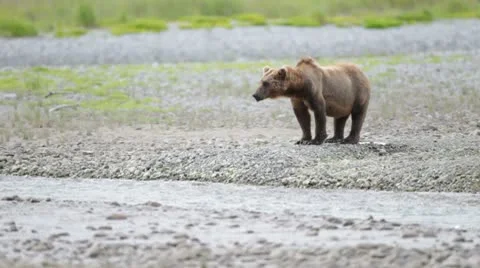 Brown bear at a stream Stock Footage 10579562